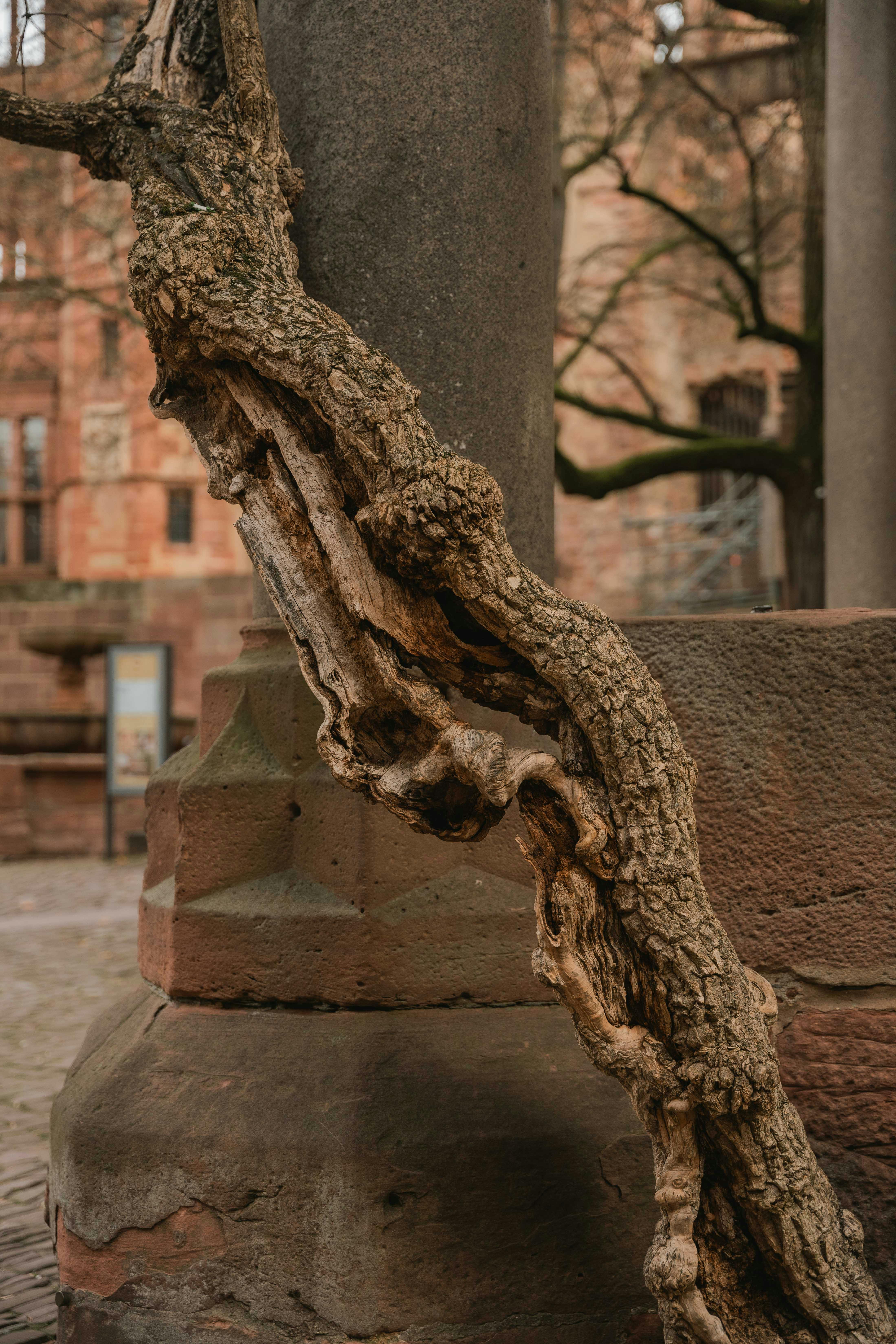 rustic tree trunk against heidelberg architecture