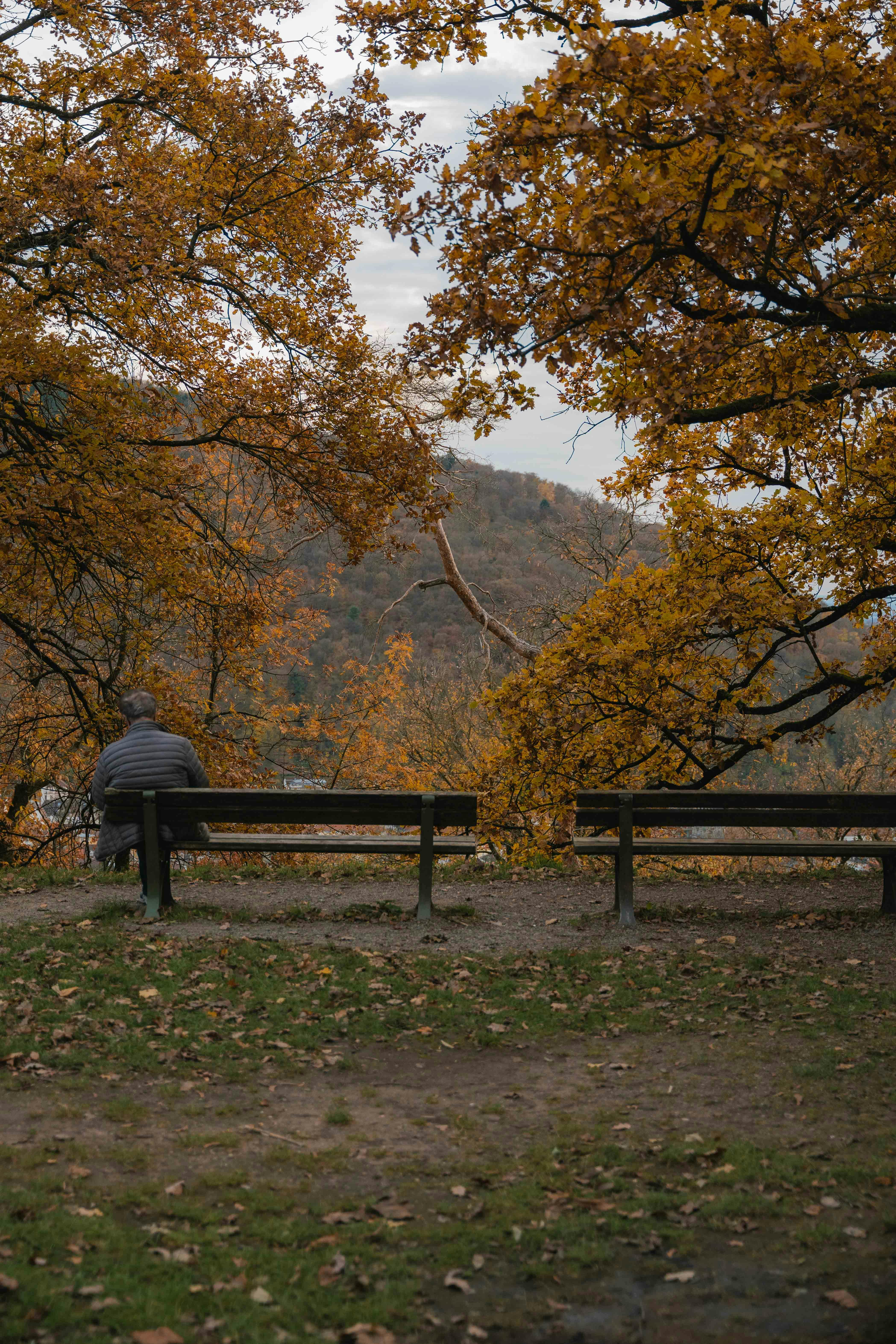 serene autumn park scene in heidelberg