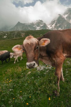 Brown Swiss cow grazing in the picturesque Piemonte mountain pasture with scenic view.