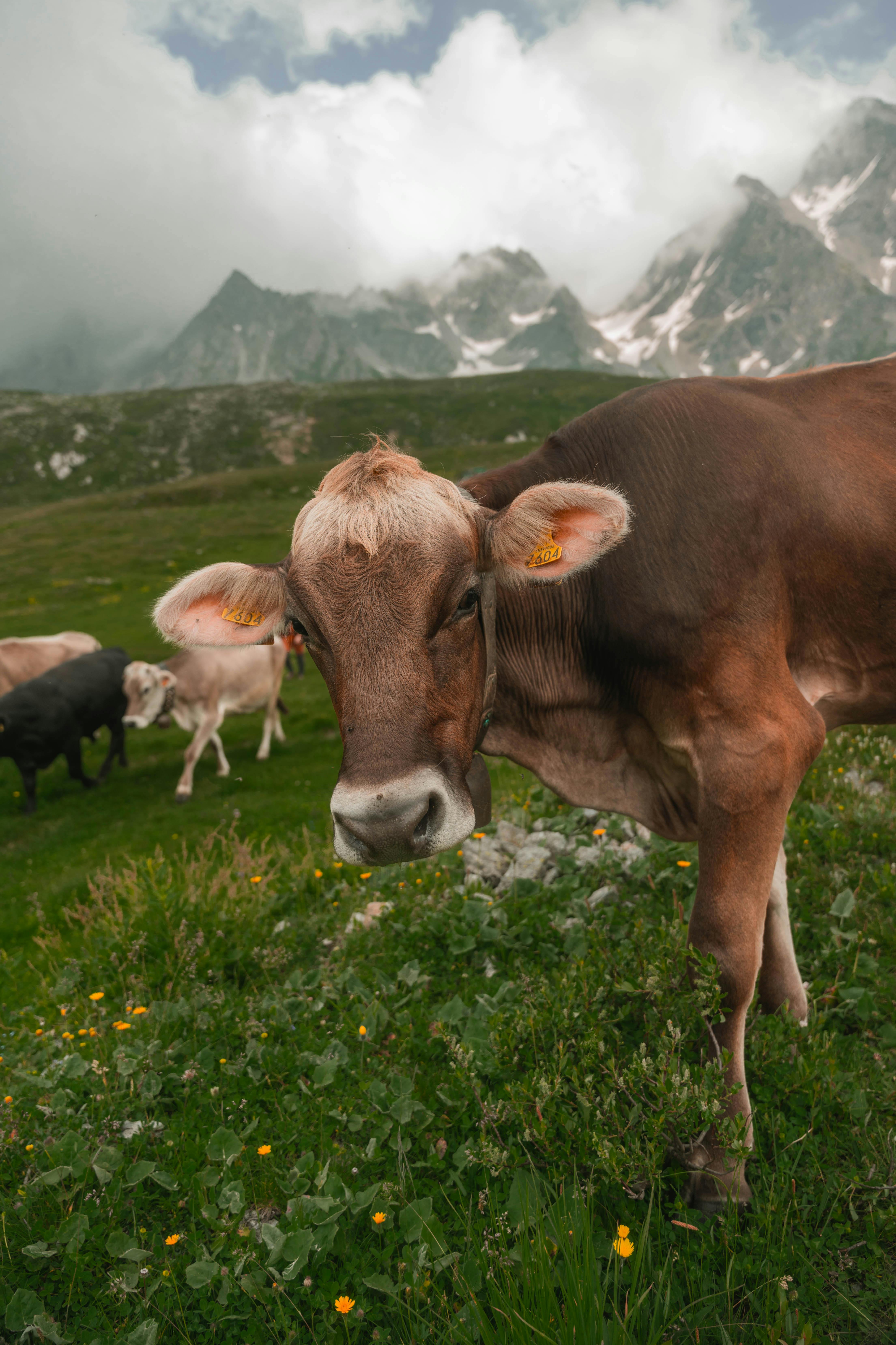 free-photo-of-brown-swiss-cow-in-piemonte-mountain-pasture.jpeg?auto\u003dcompress\u0026cs\u003dtinysrgb\u0026dpr\u003d1\u0026w\u003d500