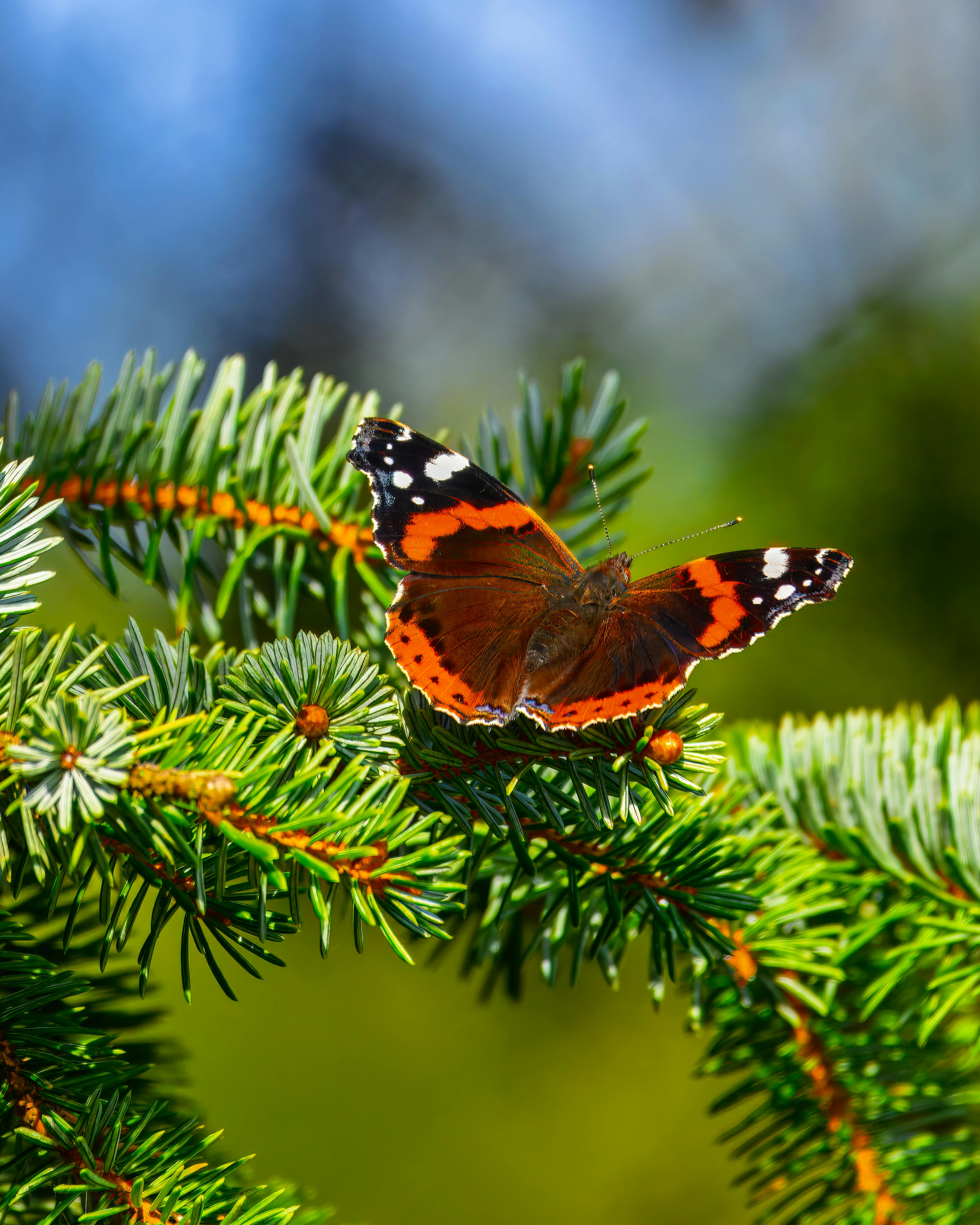 red admiral butterfly on evergreen branch