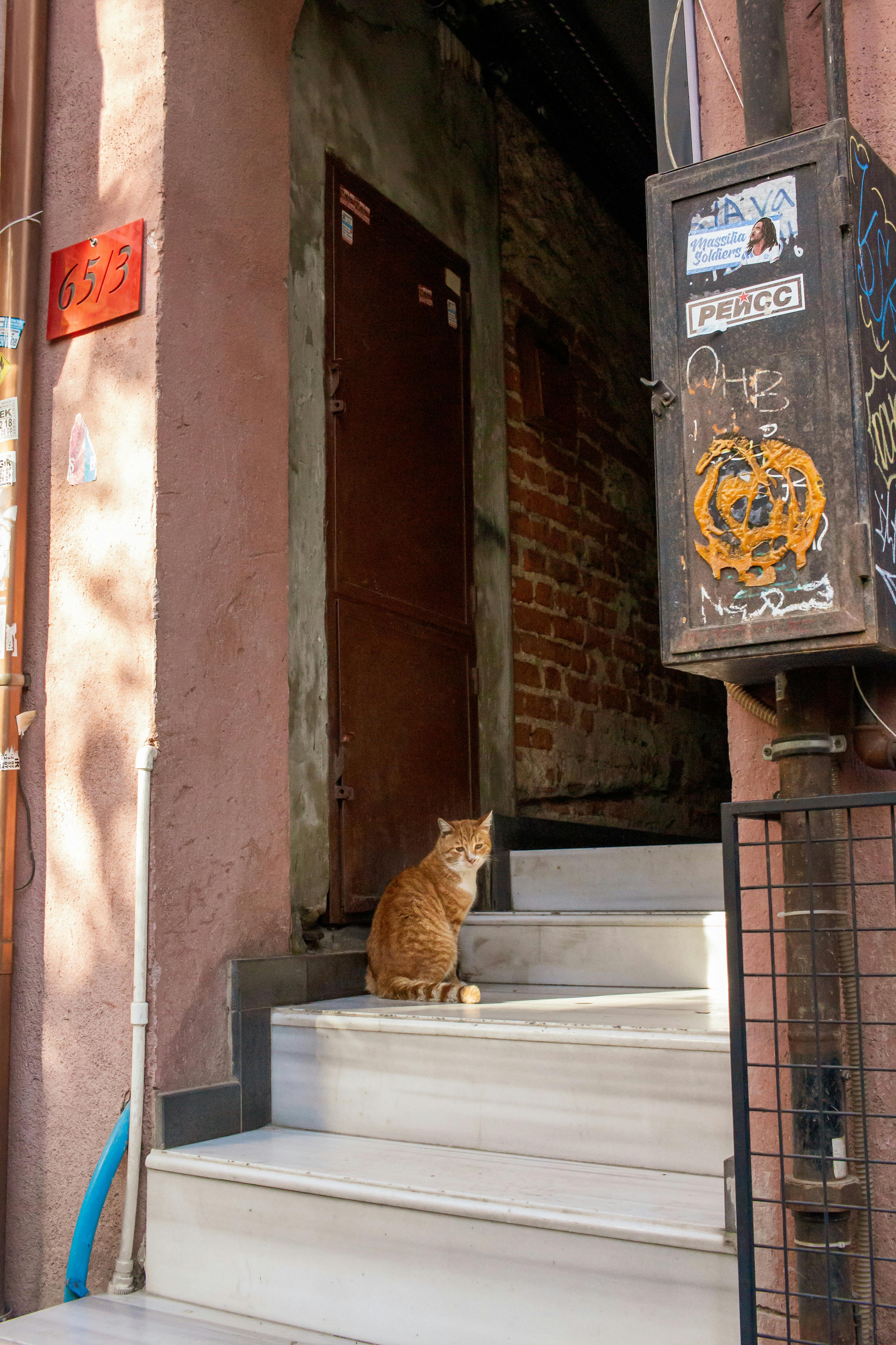Ücretsiz İstanbul'da grafitilerle kaplı bir girişin mermer basamaklarında oturan zencefil kedi. Stok Fotoğraflar