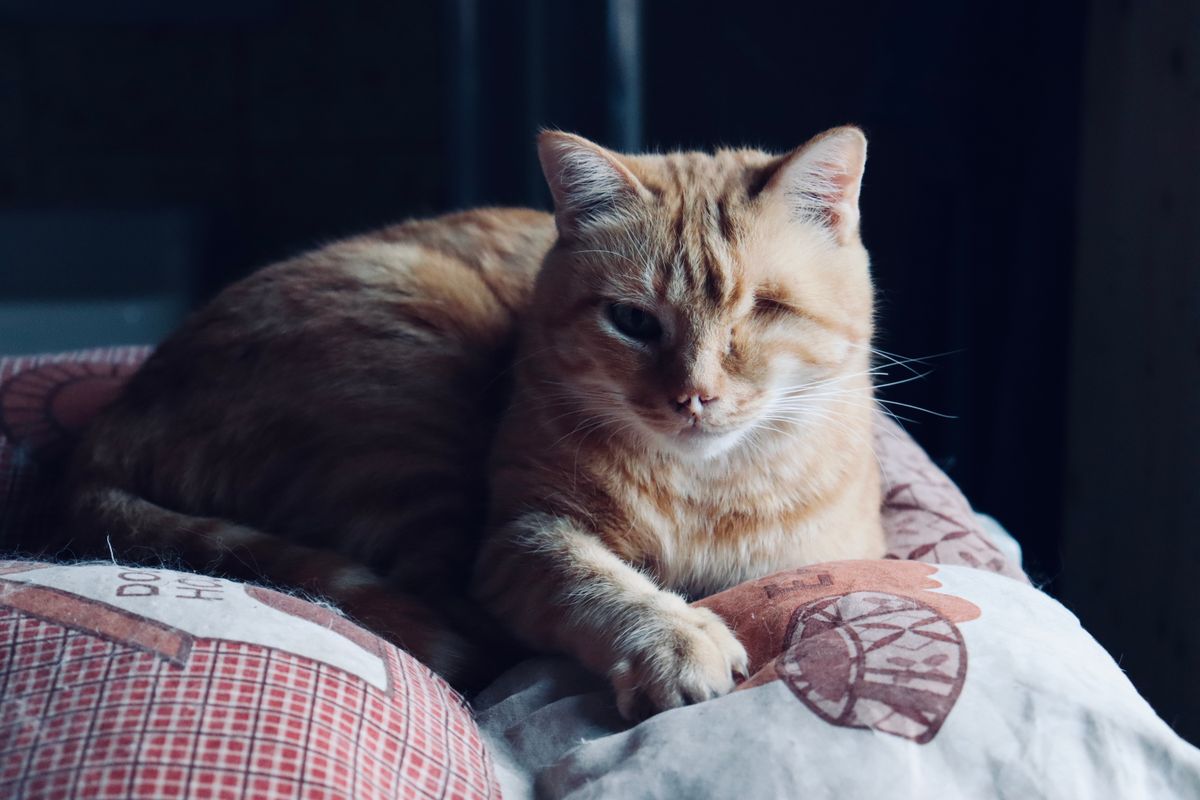 Chat roux allongé sur un coussin, gardant un œil fermé et l'autre entrouvert