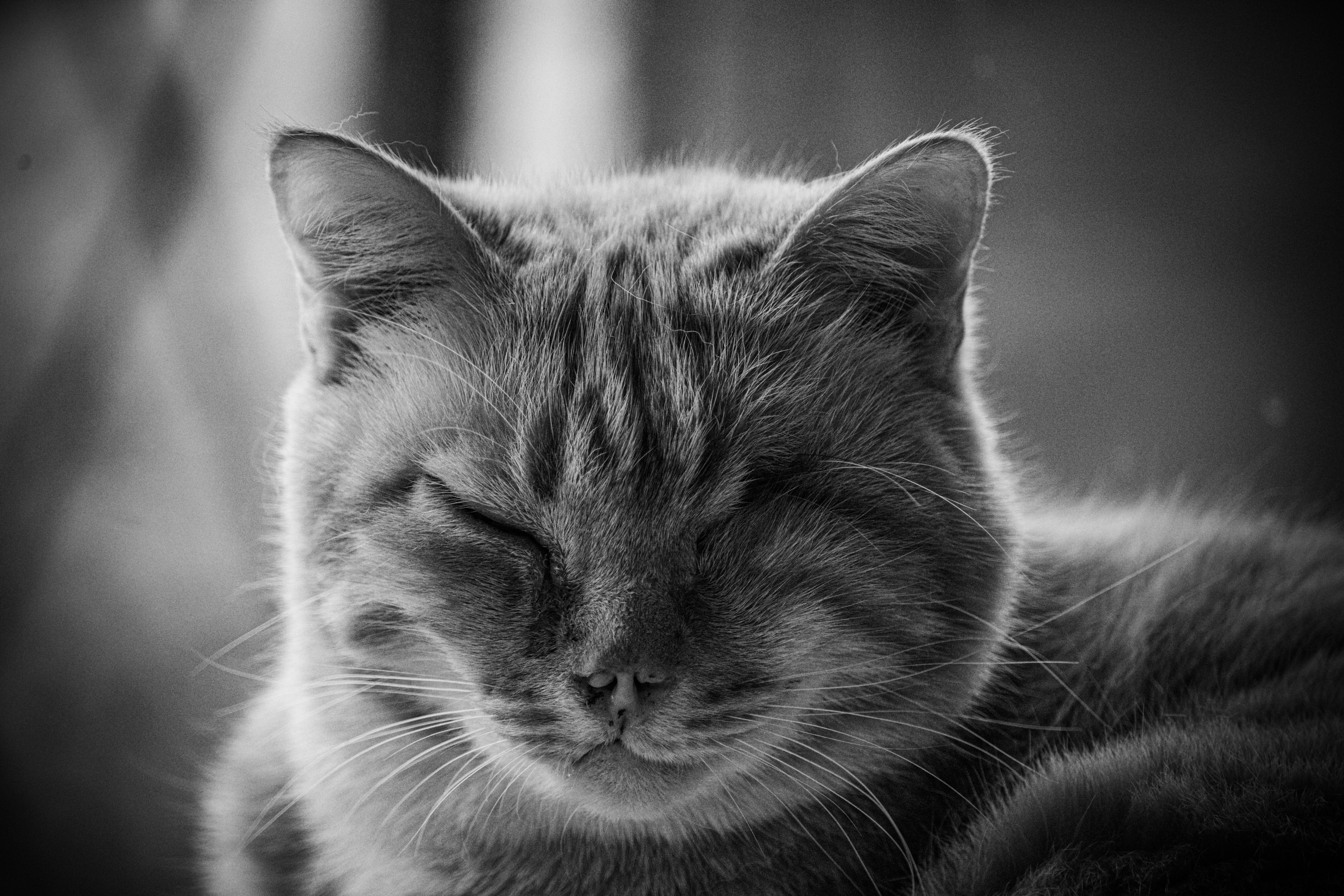 Veterinary care for a cat
