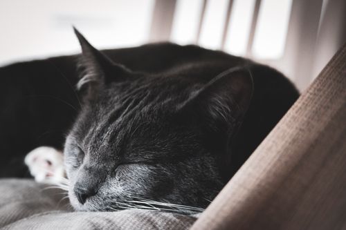 Free A peaceful gray cat sleeping on a soft chair indoors, capturing tranquility and comfort. Stock Photo