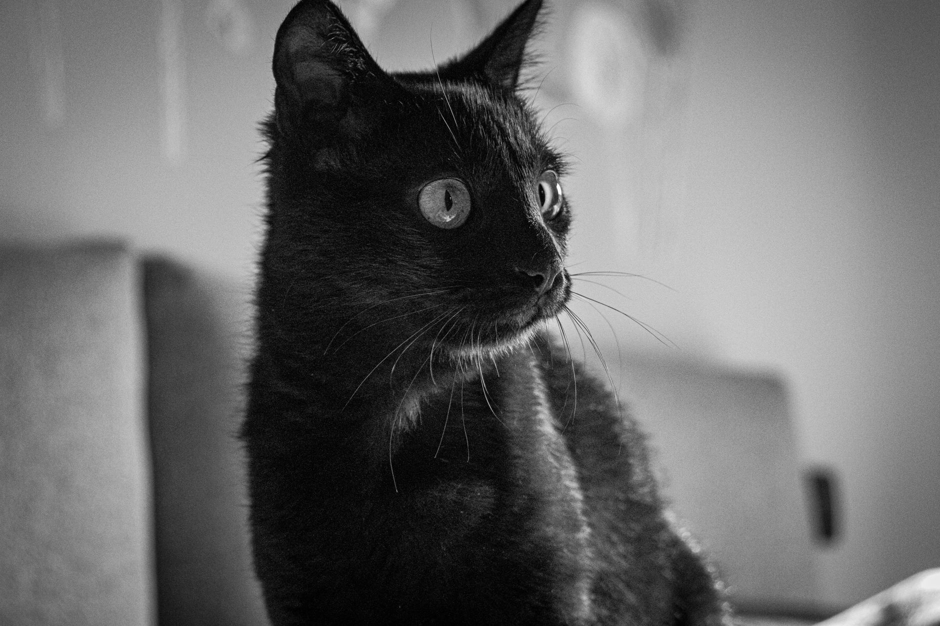 Portrait of a cat at a veterinary clinic