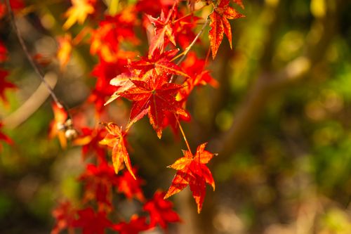 Free Bright red maple leaves capturing the essence of autumn, glowing in warm sunlight. Stock Photo