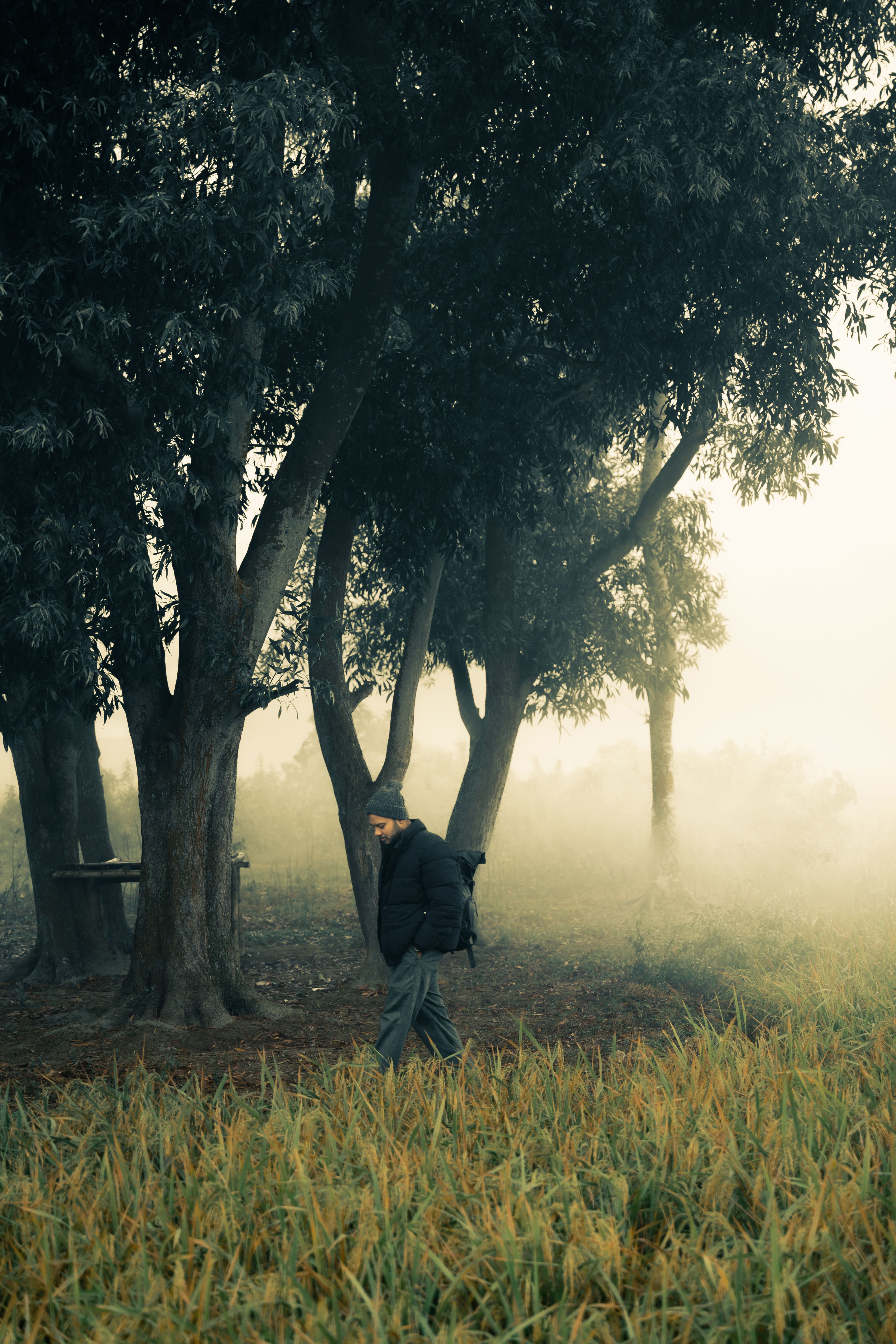 Solitary Figure Walking in Foggy Forest Landscape · Free Stock Photo