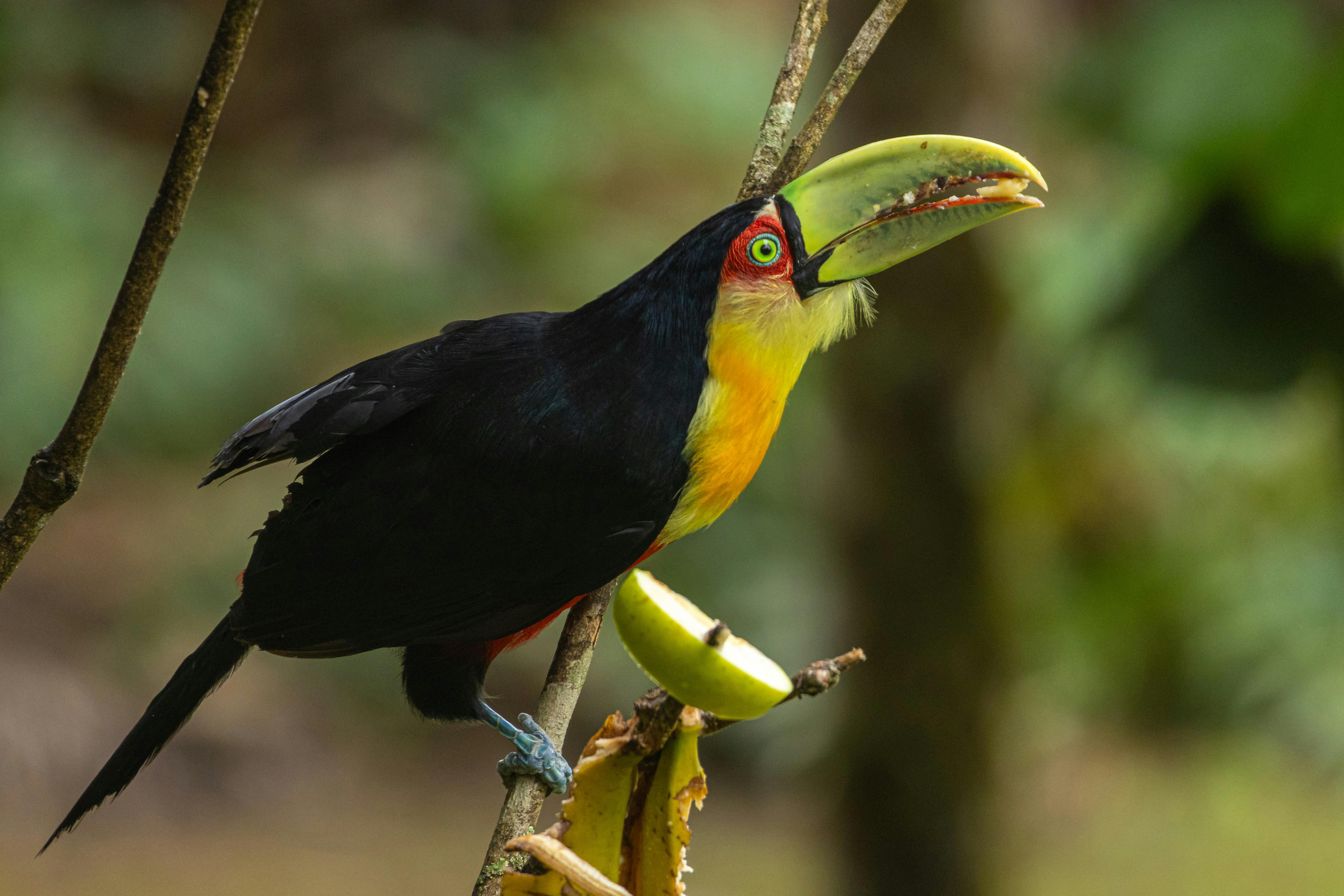 vibrant toucan perched in tapirai brazil