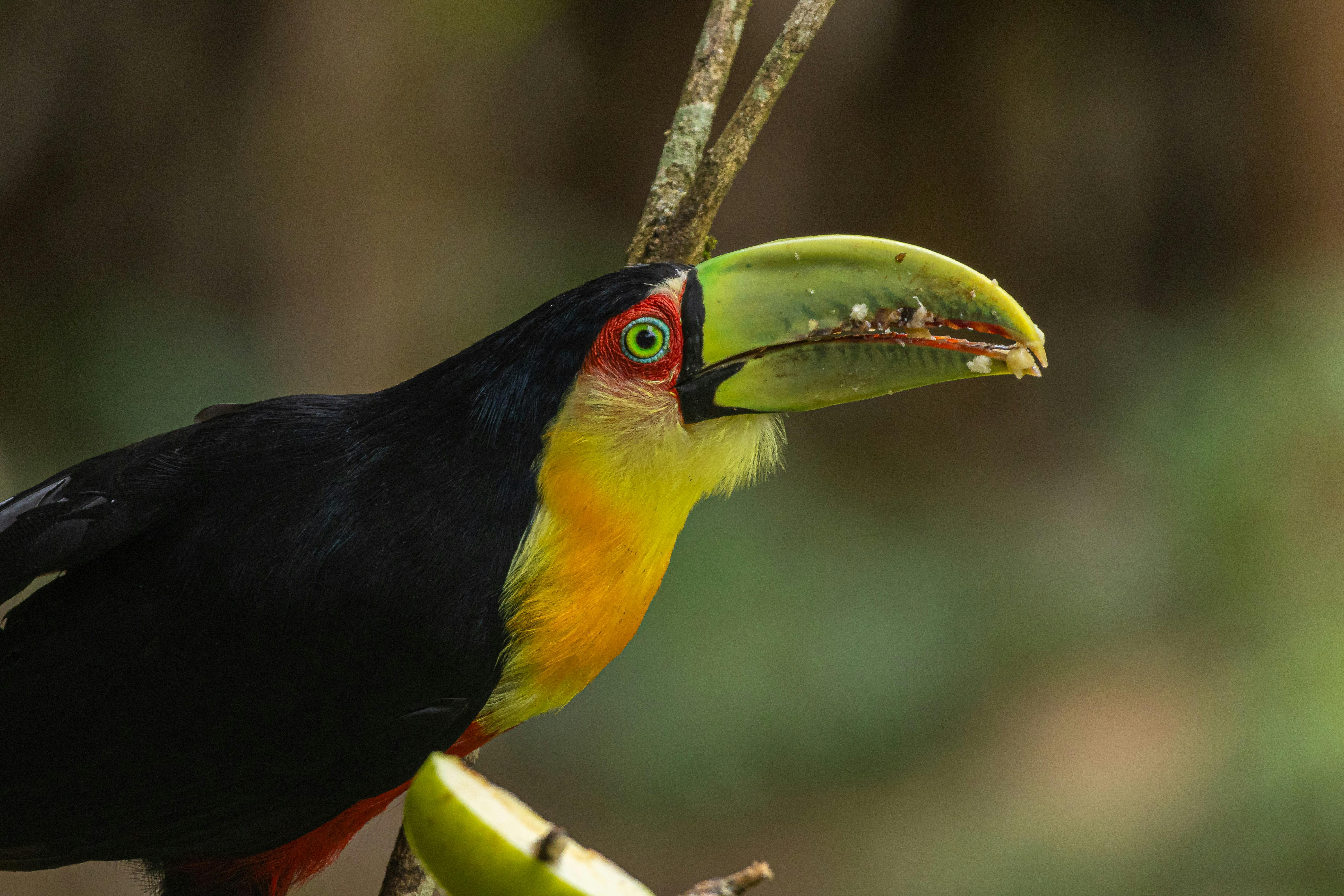 colorful toucan in brazilian forest