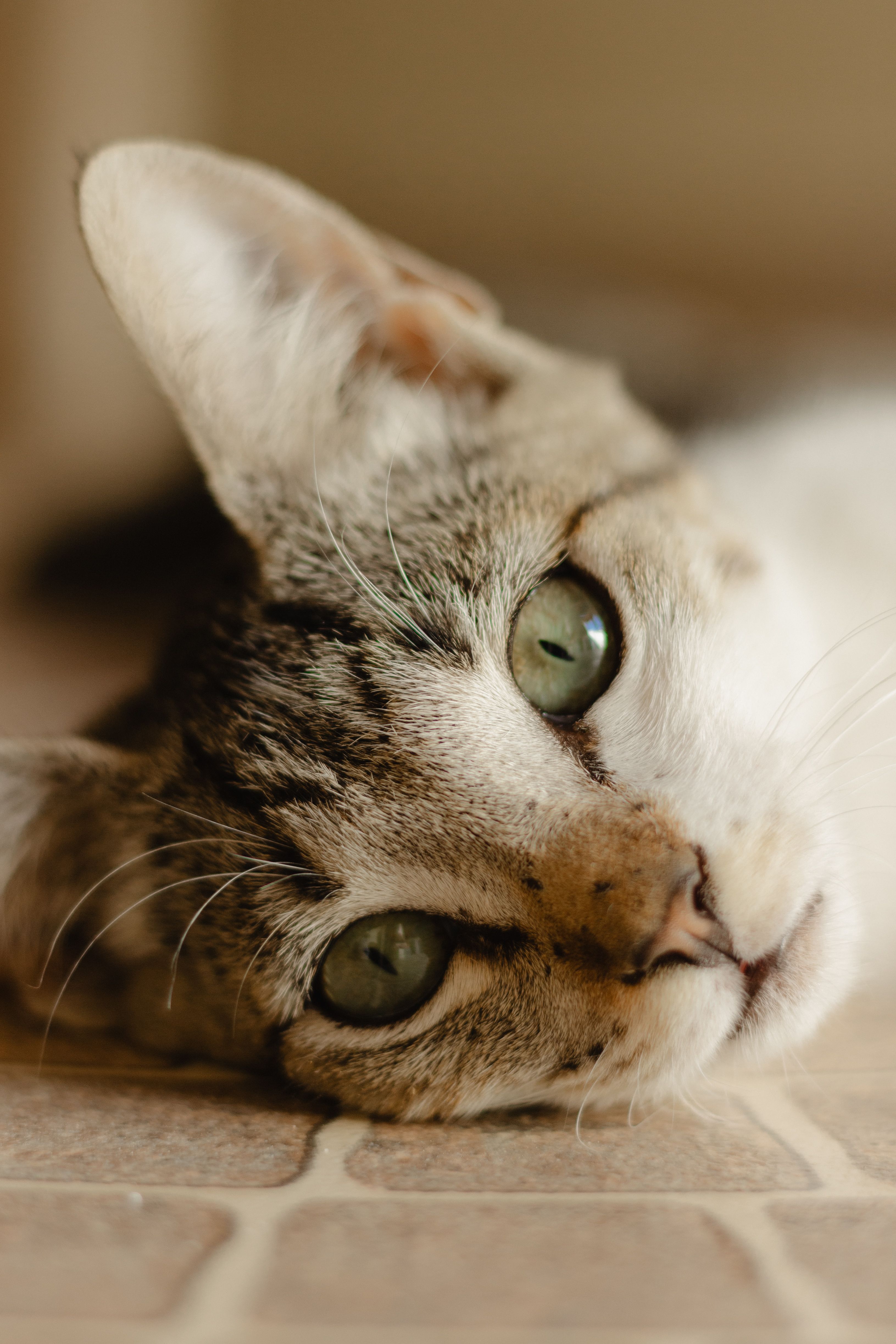 Cozy tabby cat lying on the floor with focus on its mesmerizing green eyes.