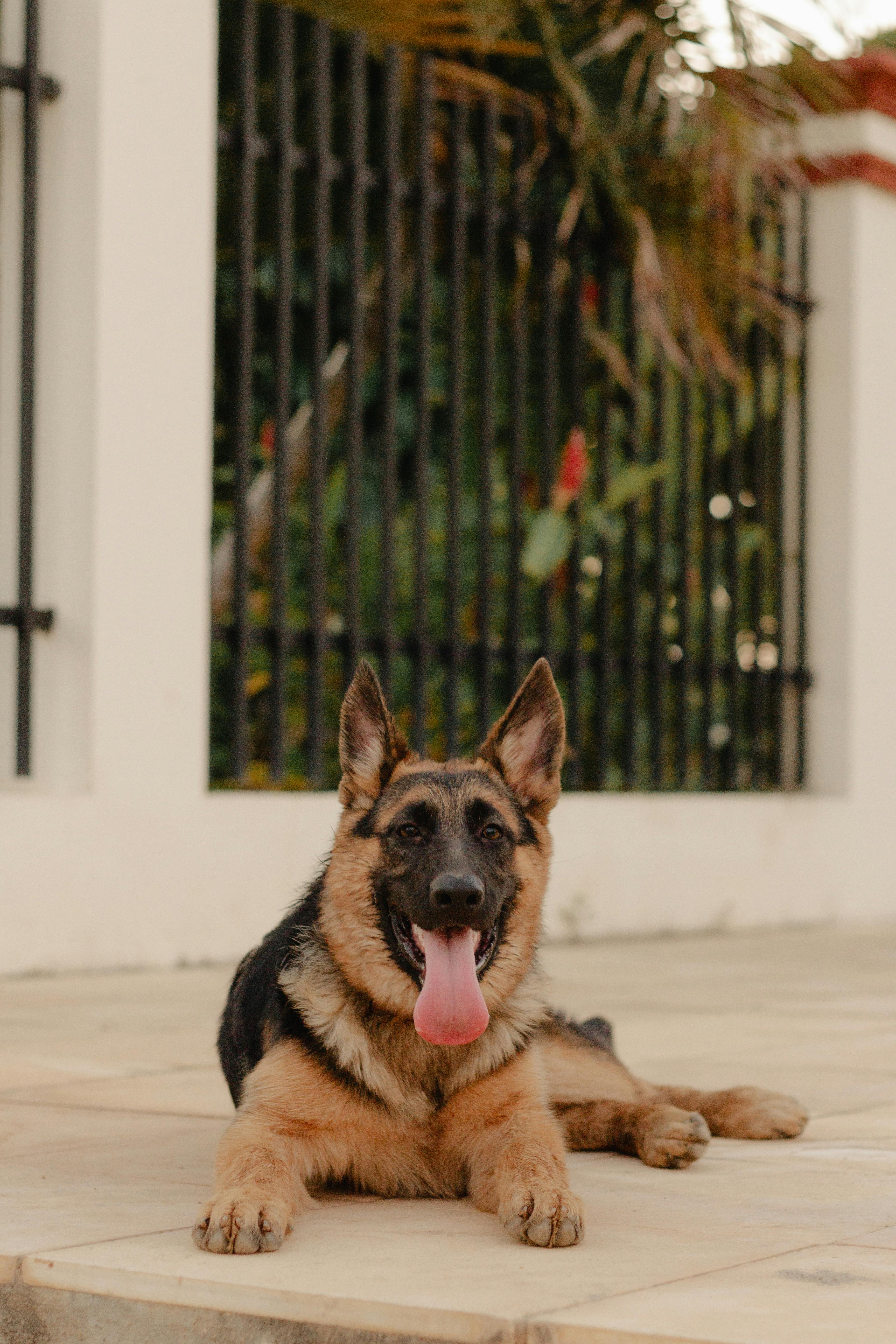 german shepherd resting outdoors in daylight