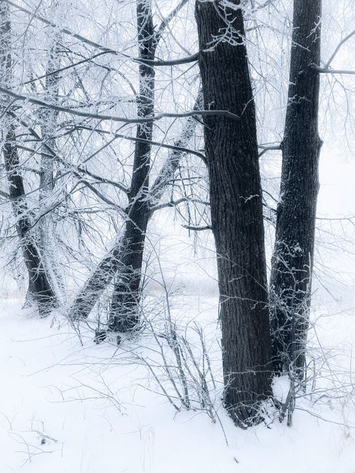 Free Serene snowy forest scene featuring bare, frost-covered trees in a winter landscape. Stock Photo