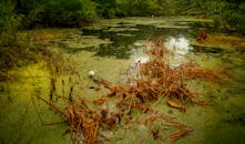 Serene Pond with White Swan and Autumn Reeds