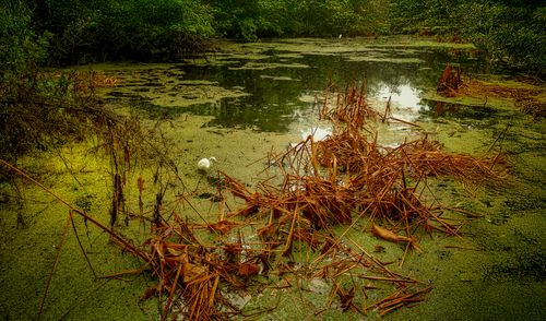 Free Calm pond scene with a swan and autumn-colored reeds under a lush canopy. Stock Photo