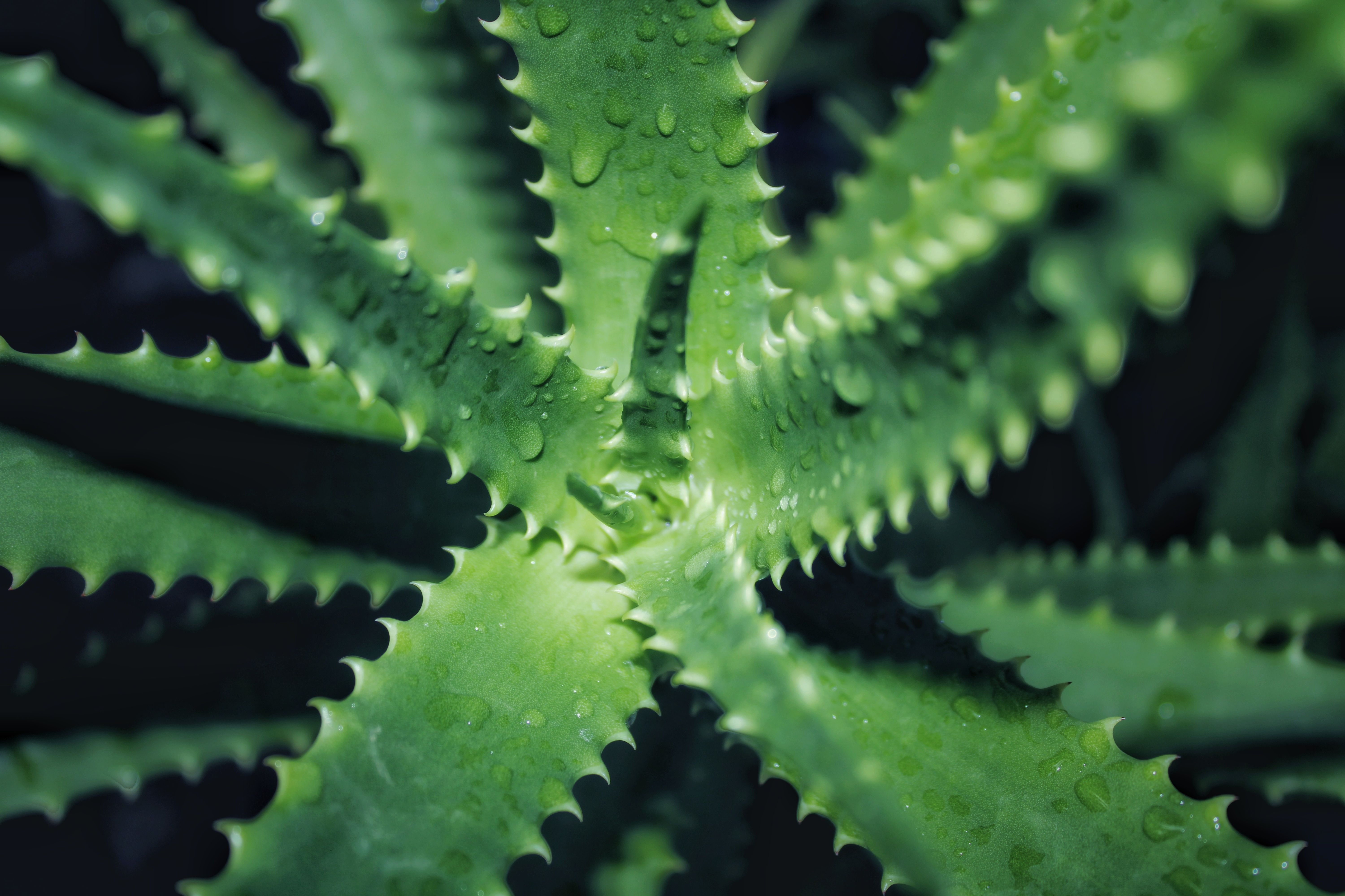 Close-up of Aloe Vera Plant with Dew Drops  Free Stock Photo