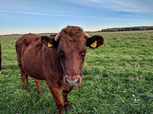 Free stock photo of cow