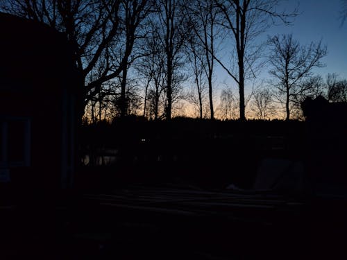 Free stock photo of branches, night, trees