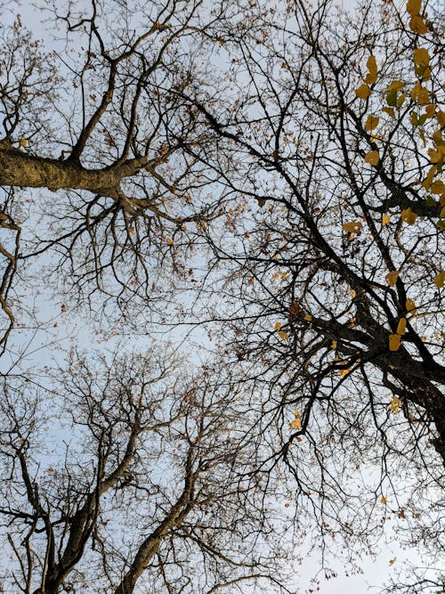 Free stock photo of branches, sky, trees