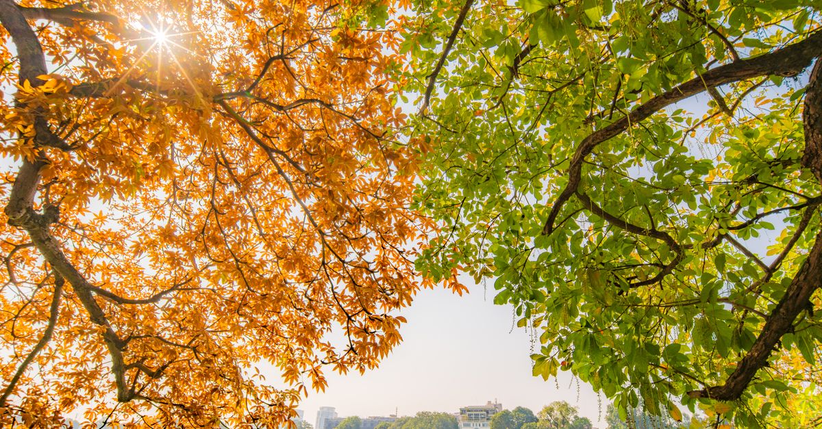 Fall And Spring Tree Autumn and Spring Trees Over Hanoi Lake · Free Stock Photo