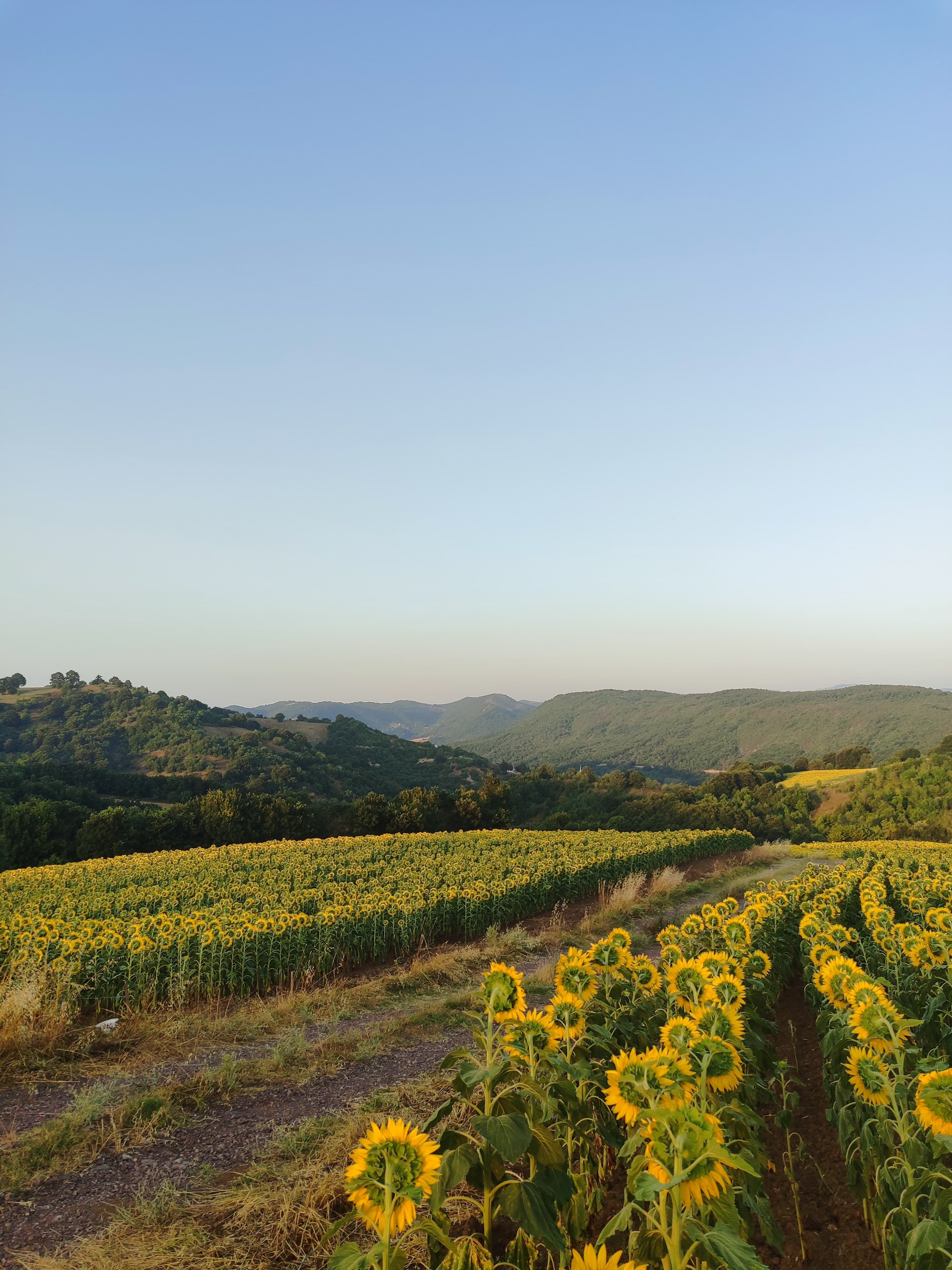 Vibrant Sunflower Field at Sunrise in Summer · Free Stock Photo