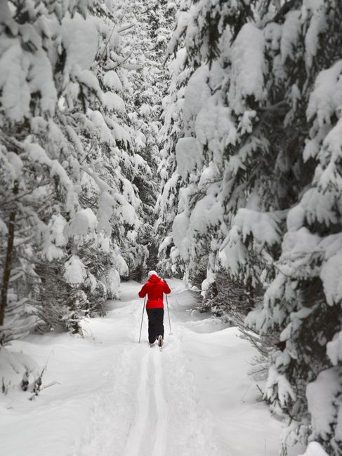 Person in red jacket skiing through a snow-covered Austrian forest.