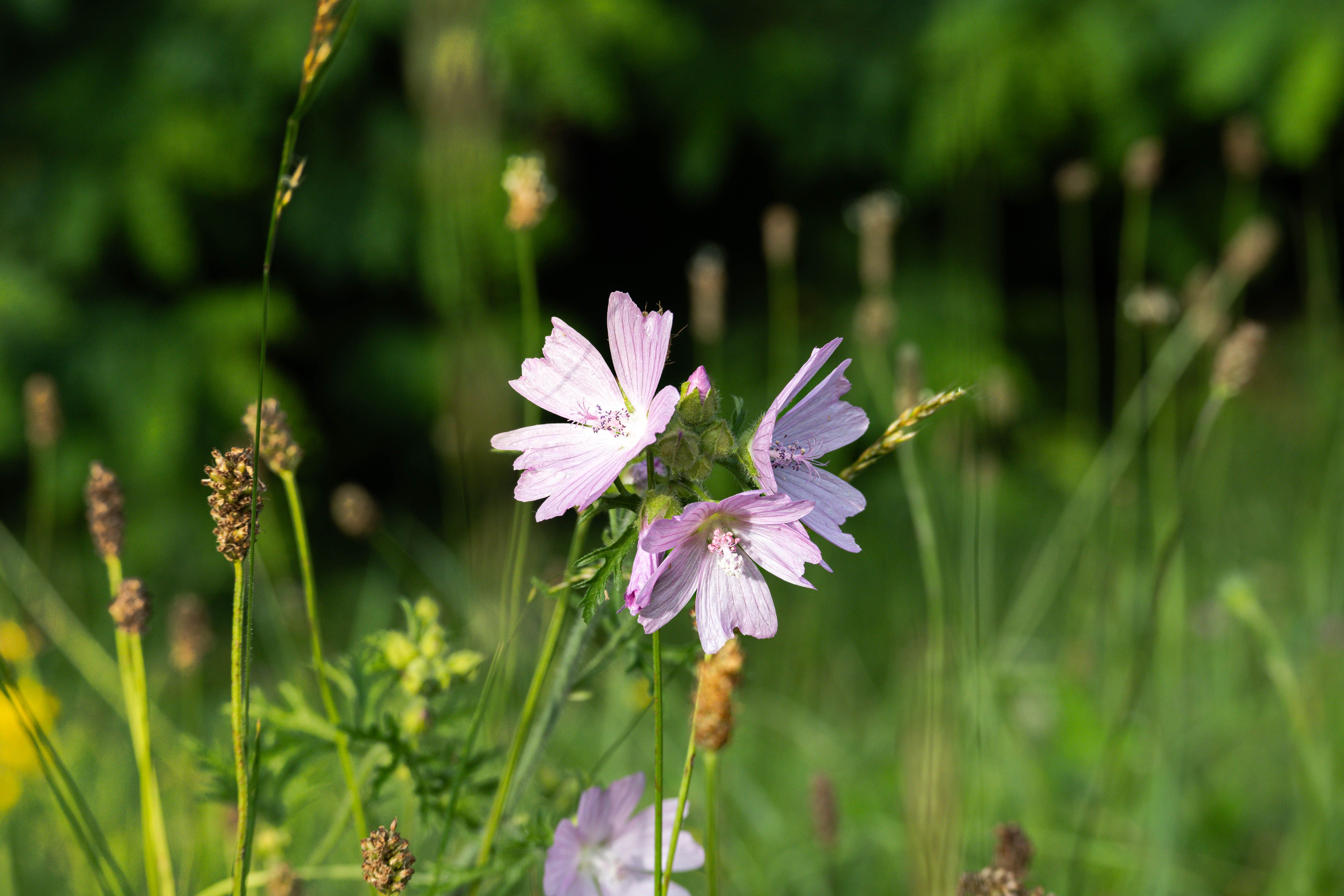 Blue Mallow Plant Profile