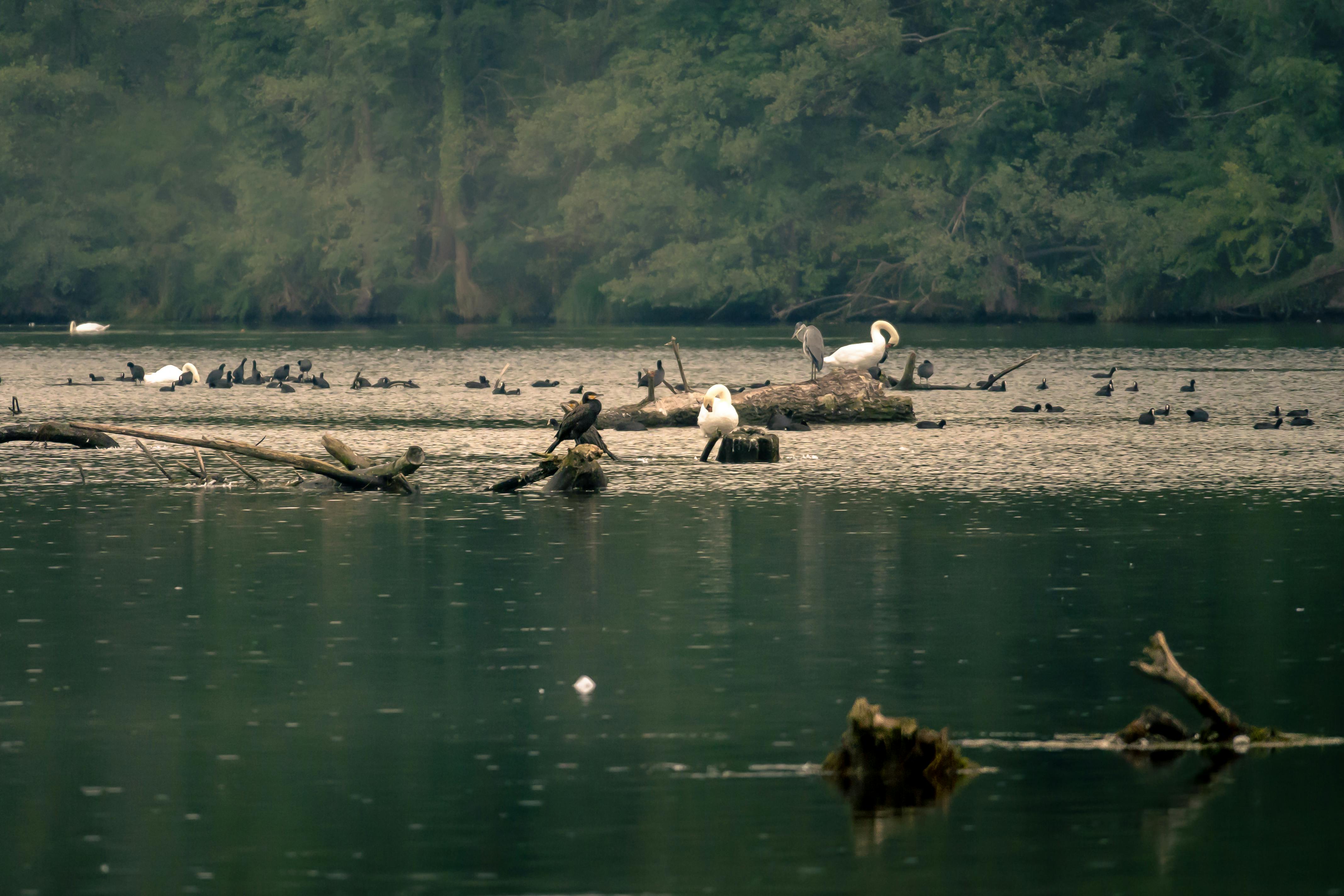 serene lake with swans and waterfowl at dawn