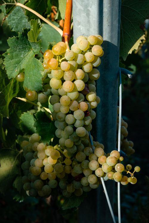 Gratuit Grappe de raisins blancs frais mûrissant sur une vigne lors d'une journée ensoleillée. Photos