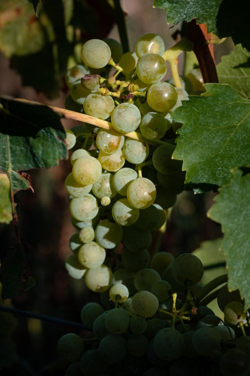 Free Close-up of green grapes hanging from the vine in a vineyard, captured in natural sunlight. Stock Photo