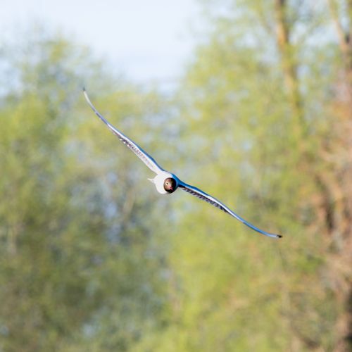 Free A black-headed gull elegantly soars through the air against a backdrop of lush greenery. Stock Photo