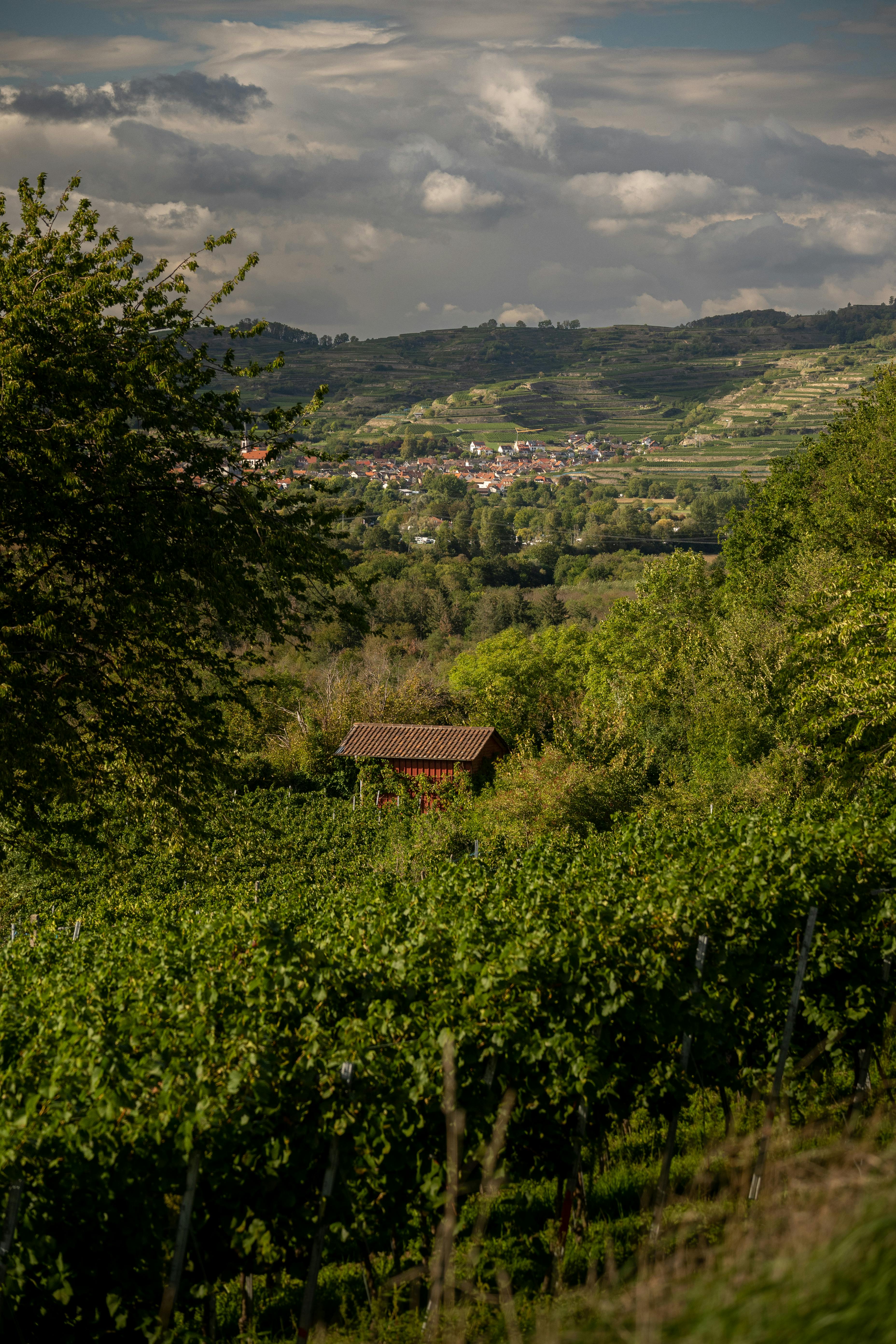 scenic view of endingen vineyards and kaiserstuhl hills