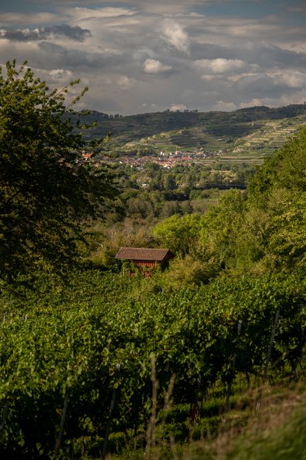 A picturesque view of vineyards in Endingen, Germany with rolling hills and clear skies.