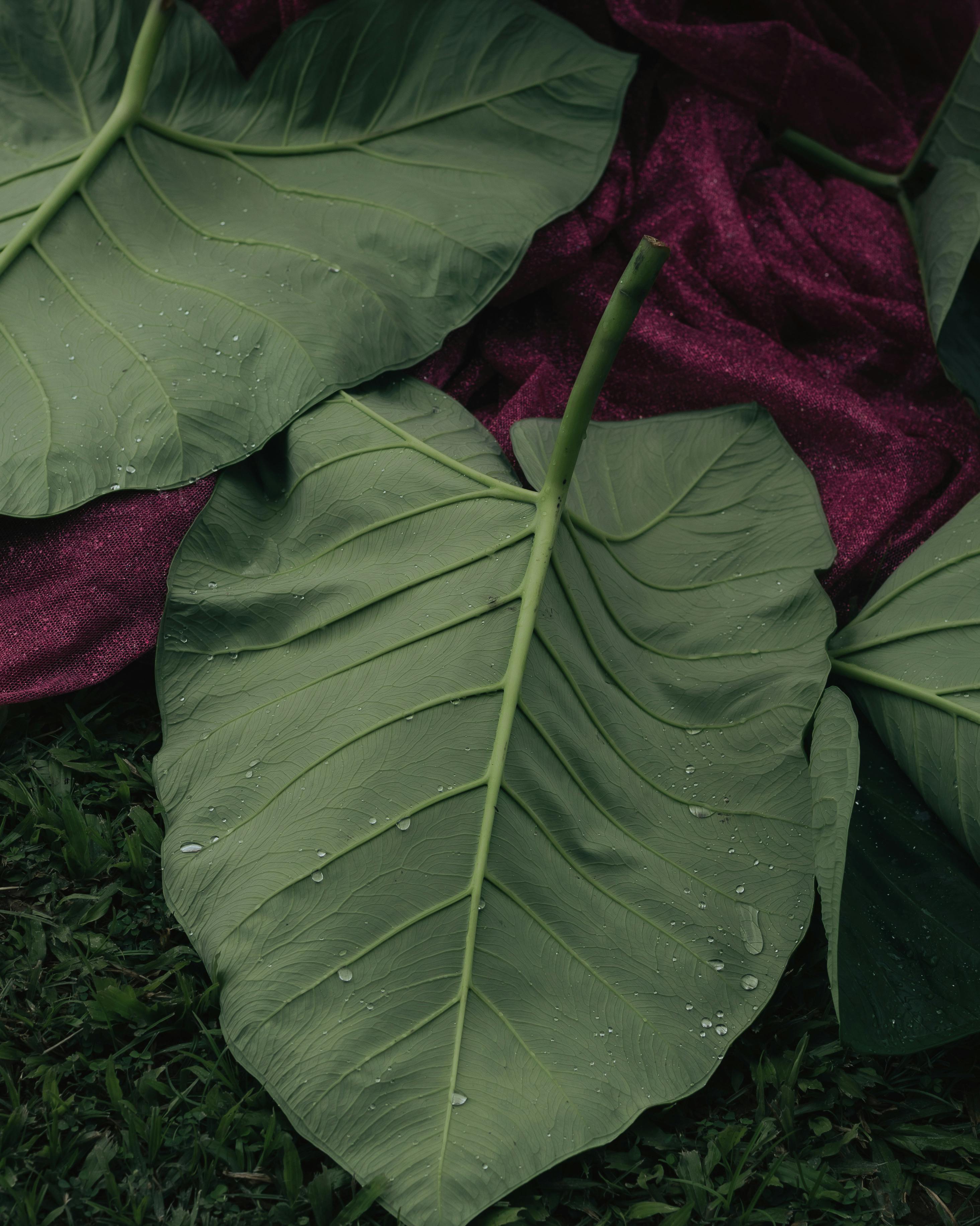 Close-up of large green leaves with dewdrops over sparkly purple velvet and grass.