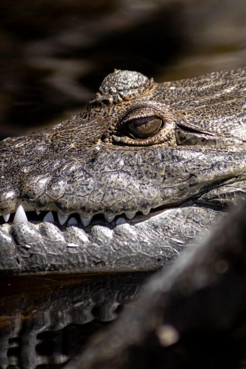 Free Detailed close-up of a crocodile in the wild, showcasing texture and natural habitat in Yucatan, Mexico. Stock Photo