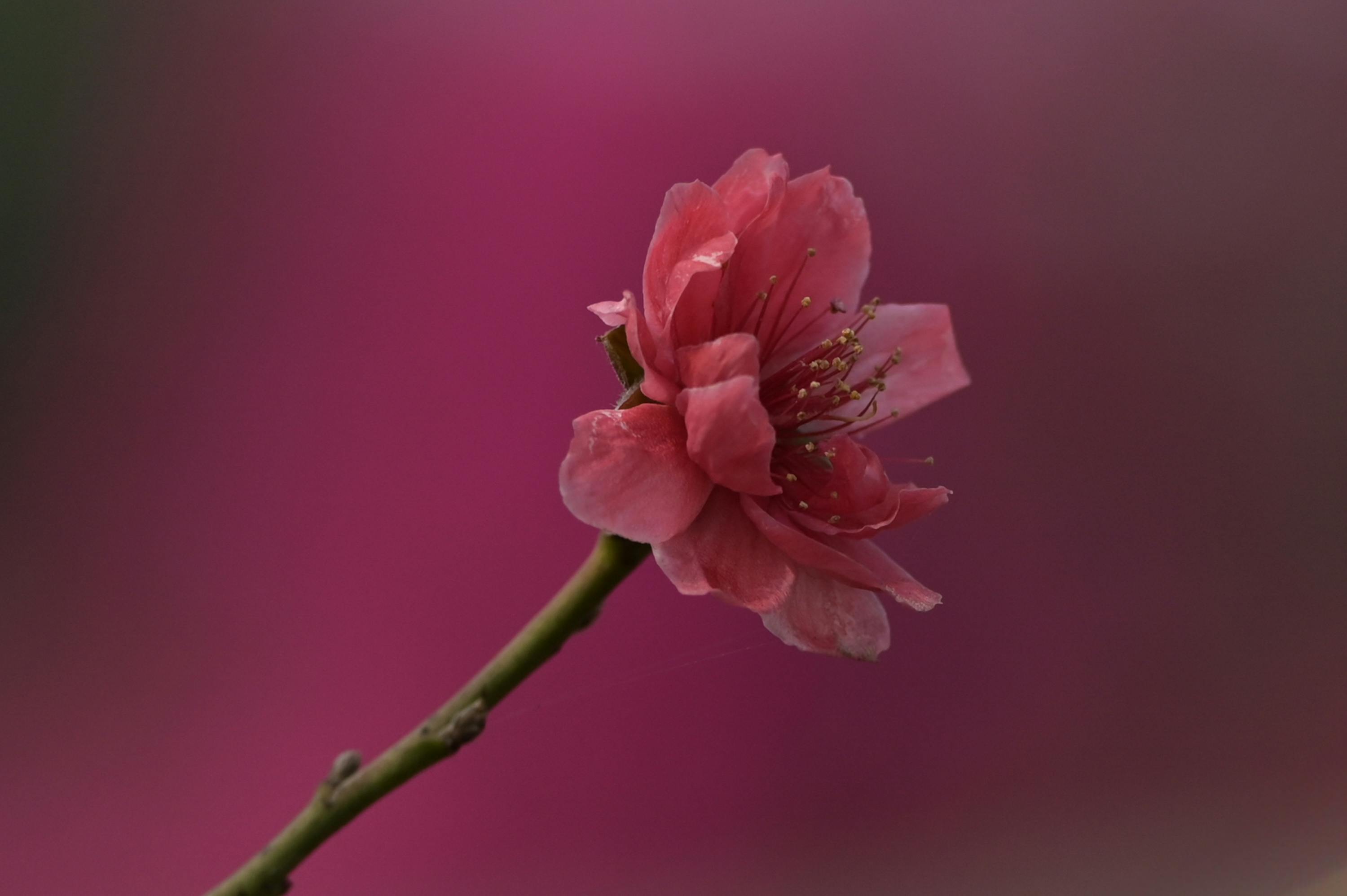 Close-up image of a pink peach blossom on a branch with a blurred pink background.