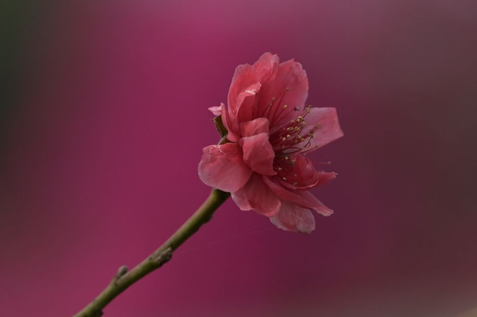 Fotomural Imagen de primer plano de una flor de durazno rosa en una rama con un fondo rosa borroso.