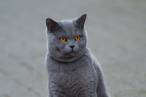 British Shorthair - Photo 2