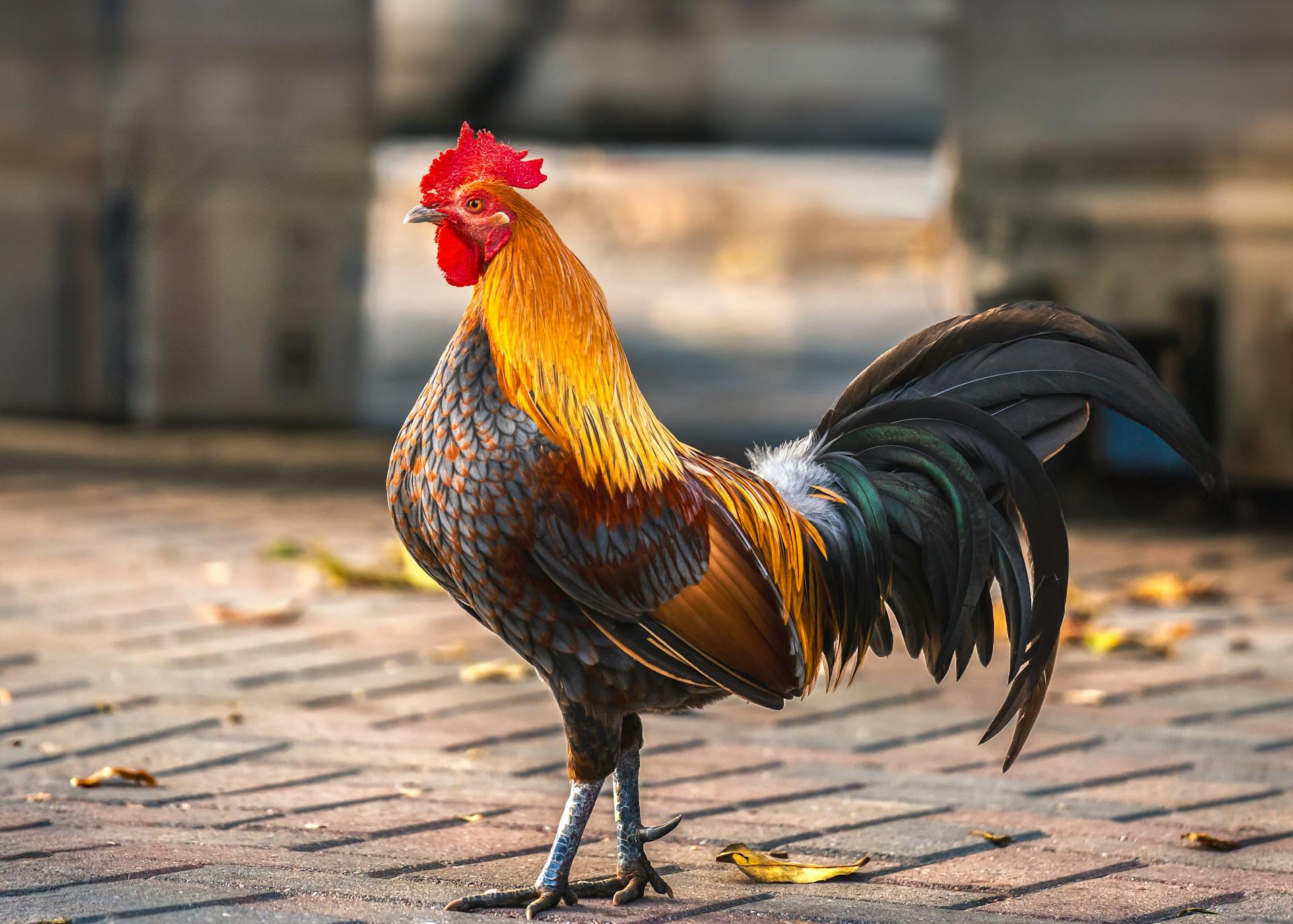 Vibrant rooster with colorful plumage standing on pavement in an outdoor setting.