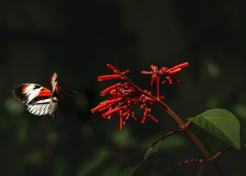 White and orange butterfly near vibrant red jungle flame flower in Coconut Creek, FL.