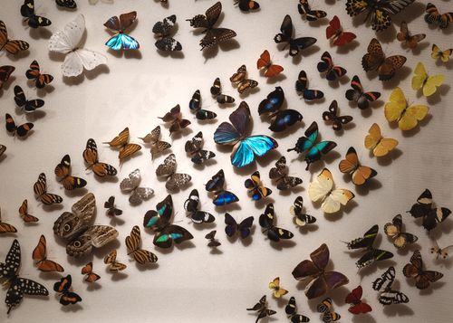 Free A vibrant collection of diverse butterfly specimens on a white background, showcasing intricate patterns. Stock Photo