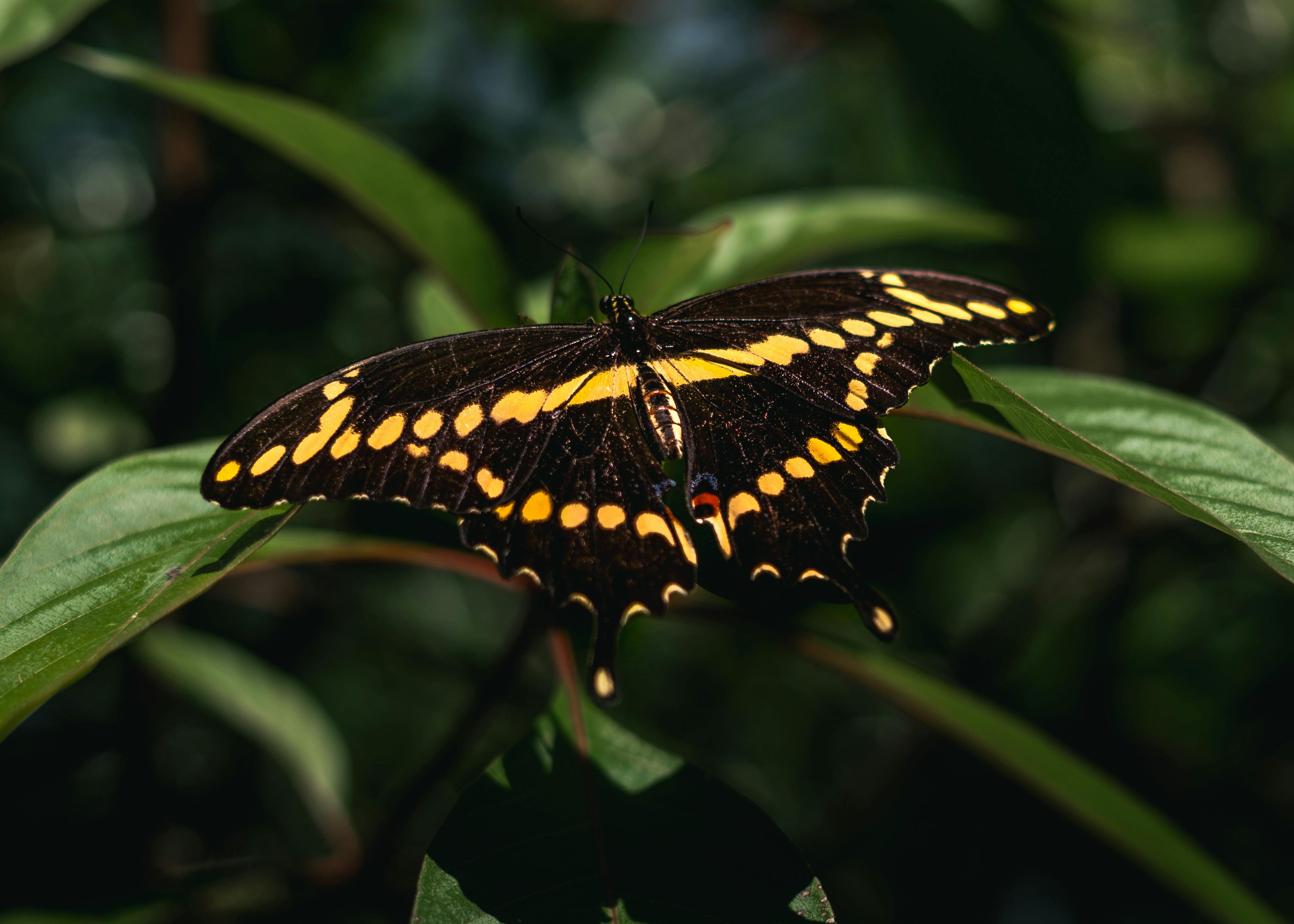 A striking black and yellow butterfly rests on green leaves in a natural setting.