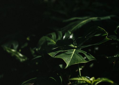 Free Close-up of philodendron leaves with dramatic lighting and shadows, creating a moody effect. Stock Photo