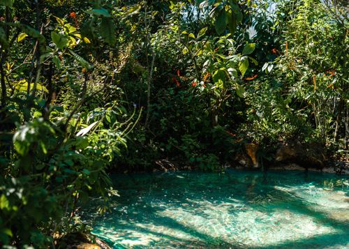 Free Serene image of a clear turquoise pond surrounded by lush tropical plants in Coconut Creek, FL. Stock Photo