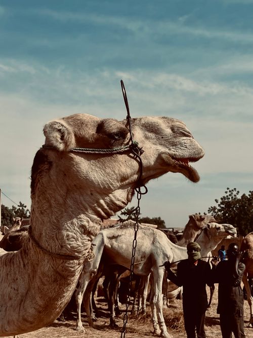 Free A large camel in focus surrounded by people at an outdoor market. Stock Photo