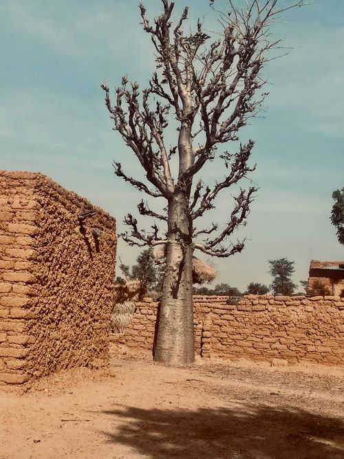 Free A baobab tree stands tall amidst traditional mud-brick buildings in Zinder, Niger. Stock Photo