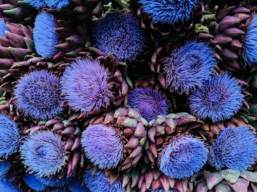 Gratis lagerfoto af 4k-baggrund, artiskok, blomster Lagerfoto