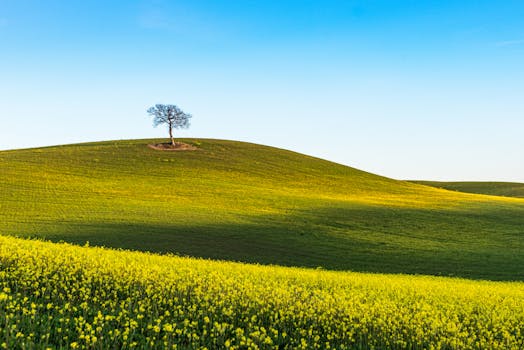 Image by Duc Tinh Ngo