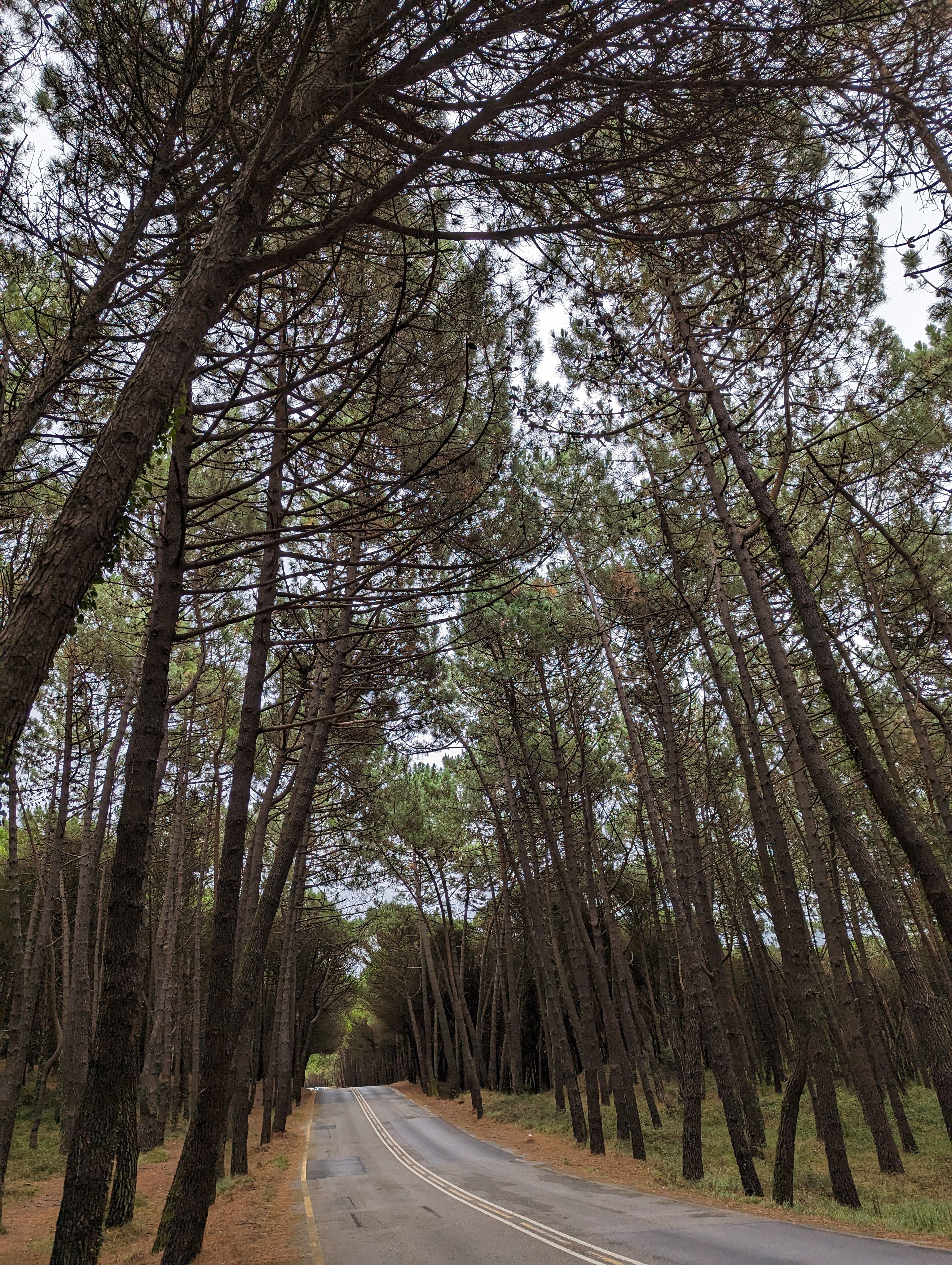Carretera Panorámica Por Un Bosque De Pinos En El Norte De España ...