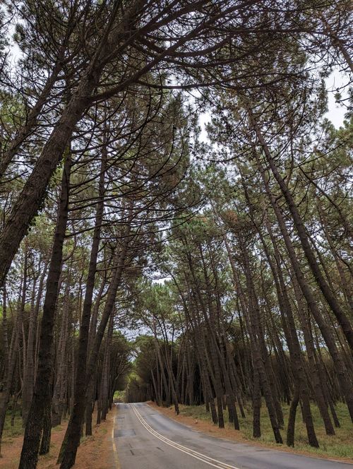 Free A serene winding road through a lush pine forest in Cantabria, Spain. Perfect for nature lovers. Stock Photo